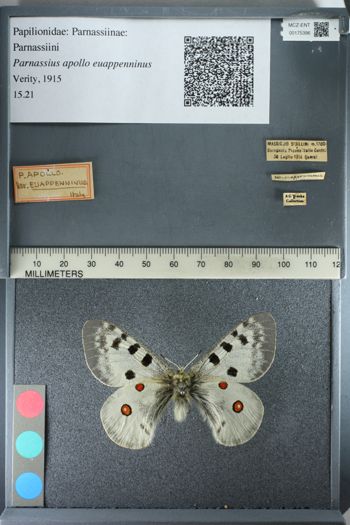 Media type: image;   Entomology 175396